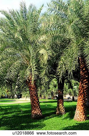 Stock Photograph - Day, Dense, Empty, Frond, Garden. Fotosearch