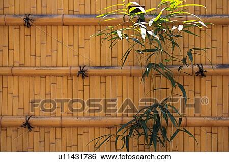 Bamboo Fence View Large Photo Image Stock Photograph - Bamboo Fence. Fotosearch