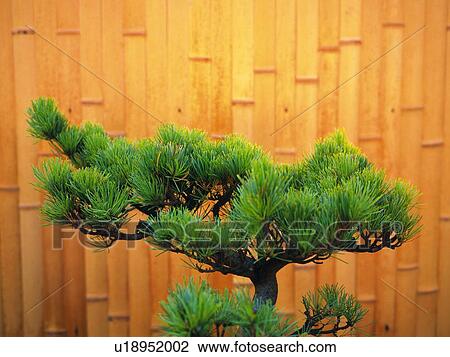 Stock Image - Bonsai. Fotosearch
