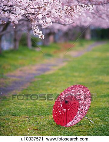 Cherry Blossom View Large Photo Image Stock Image - Cherry Blossom. Fotosearch