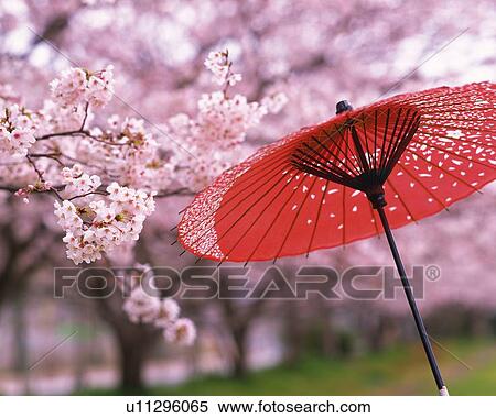 Cherry Blossom View Large Photo Image Stock Photography - Cherry Blossom. Fotosearch
