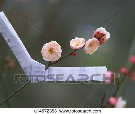 Stock Image - Ume. Fotosearch