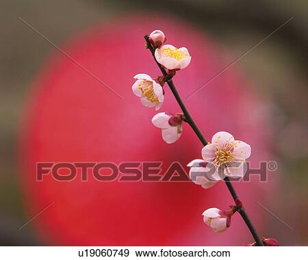 Stock Photo - Ume. Fotosearch