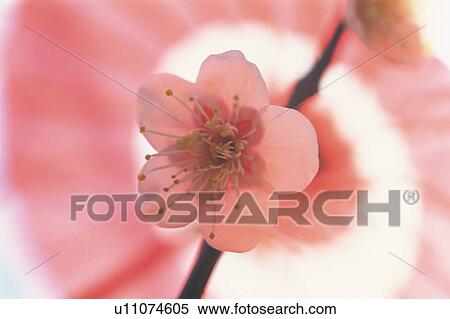 Stock Photography - Ume. Fotosearch