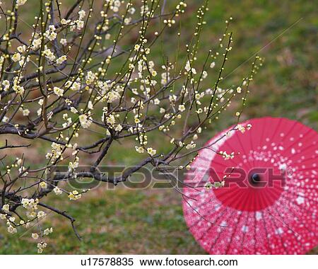 Stock Photography - Ume. Fotosearch