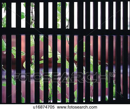 Stock Photography - Ivy behind lattice, Japan, differential focus. Fotosearch