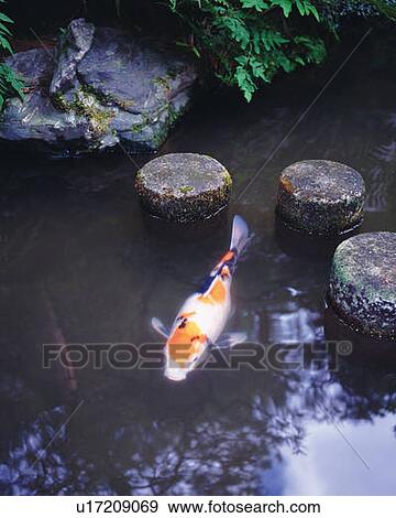 Stock Photo - Japanese carp in pond of Japanese style garden, high angle view. Fotosearch