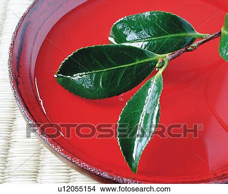Leaves floating on water in cup, high angle view, close up View Large Photo Image Picture - Leaves floating on water in cup, high angle view, close up. Fotosearch