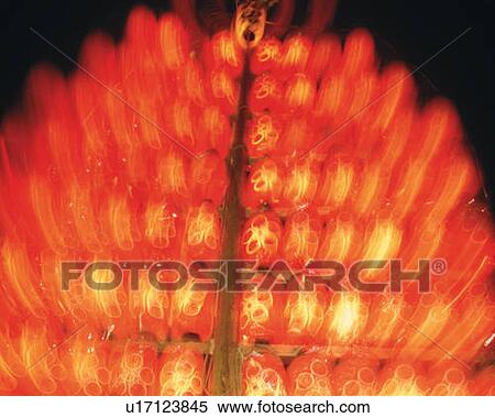 Lines of lighting paper lanterns for summer festival in Japan, low angle view, blurred motion, long exposure View Large Photo Image Stock Photography - Lines of lighting paper lanterns for summer festival in Japan, low angle view, blurred motion, long exposure. Fotosearch