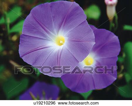 Morning glories, high angle view, close up, differential focus View Large Photo Image Stock Photograph - Morning glories, high angle view, close up, differential focus. Fotosearch