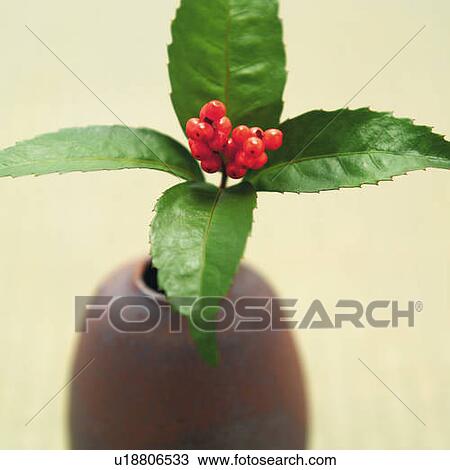 Plant with red berries in a vase, high angle view, white background, differential focus View Large Photo Image Stock Image - Plant with red berries in a vase, high angle view, white background, differential focus. Fotosearch