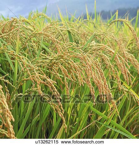 Stock Photography - Rice plants in field, Japan, differential focus. Fotosearch