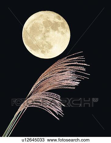 The full moon and silver grass, low angle view, Japan View Large Photo Image Stock Image - The full moon and silver grass, low angle view, Japan. Fotosearch