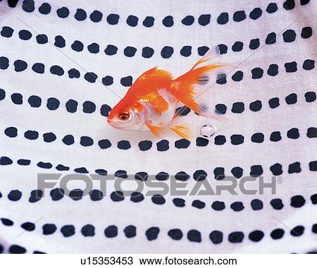 Stock Image - Goldfish on Japanese towel, high angle view, Japan. Fotosearch