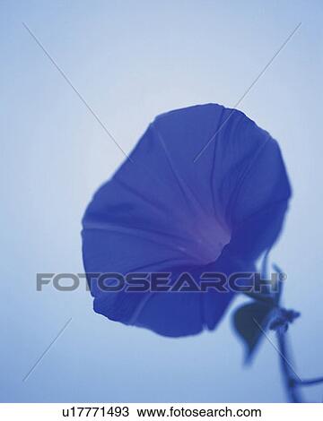 Stock Image - Head of blue morning glory, front view, blue background, differential focus. Fotosearch