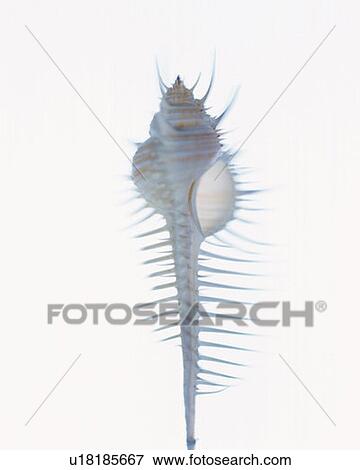 Stock Photo - Venus Comb, front view, white background, copy space. Fotosearch