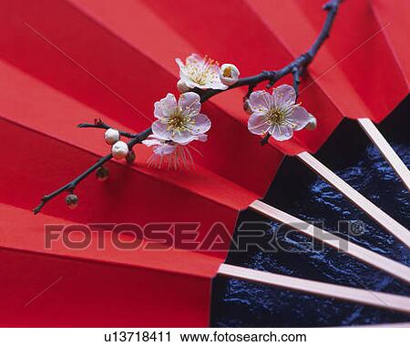 Stock Image - Branch of cherry flowers on Japanese folding fan, high angle view, close up. Fotosearch