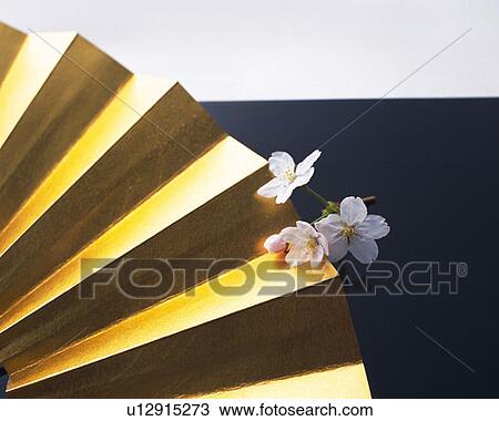 Cherry flowers and Japanese folding fan, high angle view View Large Photo Image Stock Image - Cherry flowers and Japanese folding fan, high angle view. Fotosearch