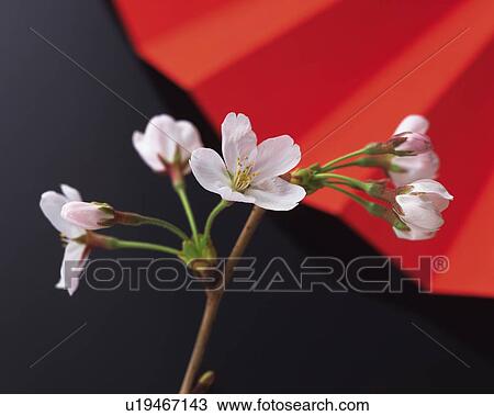 Stock Image - Cherry flowers on branch and Japanese folding fan, high angle view, close up, differential focus, black background. Fotosearch