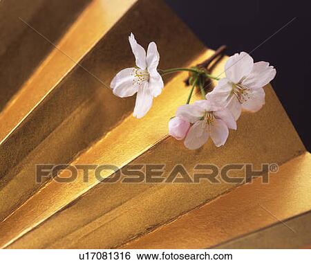 Cherry flowers on Japanese folding fan, high angle view, close up, black background View Large Photo Image Stock Photograph - Cherry flowers on Japanese folding fan, high angle view, close up, black background. Fotosearch