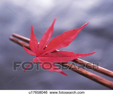 Stock Photograph - Red maple leaf on chopsticks, high angle view, differential focus. Fotosearch