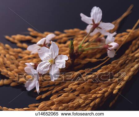 Stock Photography - Rice plants and cherry flowers, high angle view, black background, differential focus. Fotosearch