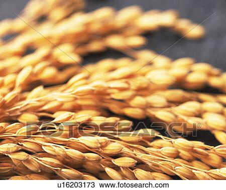 Stock Image - Rice plants, high angle view, close up, black background, differential focus. Fotosearch