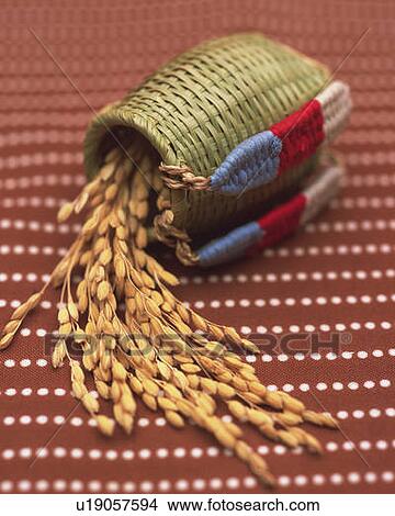 Picture - Rice plants in straw basket, high angle view, differential focus. Fotosearch