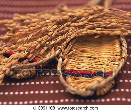 Rice plants on Japanese straw sandals, high angle view, differential focus View Large Photo Image Stock Photo - Rice plants on Japanese straw sandals, high angle view, differential focus. Fotosearch