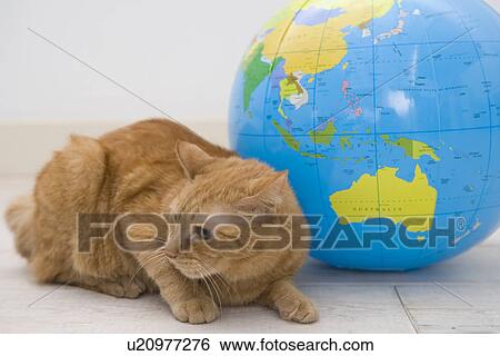 Cat and Globe View Large Photo Image Stock Photograph - Cat and Globe. Fotosearch