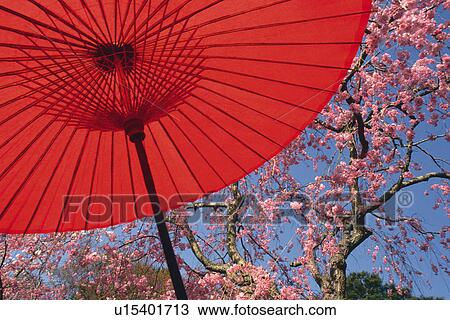 Stock Image - Bangasa. Fotosearch