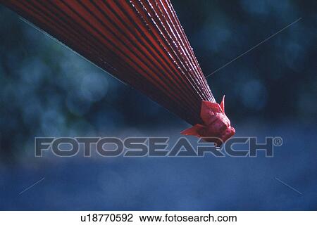 Stock Image - Bangasa. Fotosearch