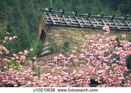 Japanese house and cherry blossoms View Large Photo Image Stock Photo - Japanese house and cherry blossoms. Fotosearch