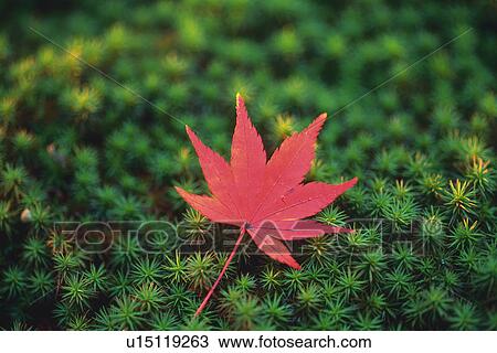 Stock Image - Maple. Fotosearch