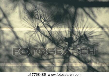 Stock Photograph - Wall and tree, silhouette. Fotosearch