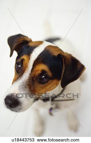 a Jack Russell Terrier Looking Sideways, High Angle View, Differential Focus View Large Photo Image Stock Image - a Jack Russell Terrier Looking Sideways, High Angle View, Differential Focus. Fotosearch