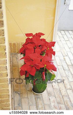 Stock Photo -  a Poinsettia standing in a corner at the entrance, High Angle View. Fotosearch