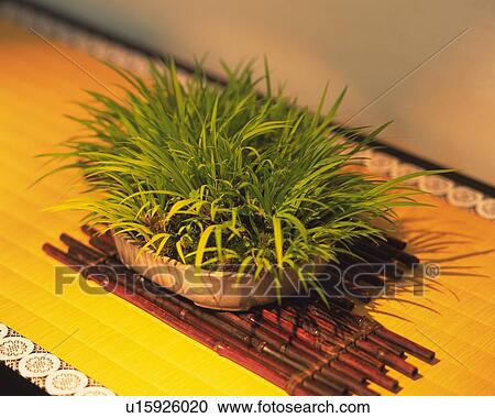 A bonsai, high angle view, Japan, differential focus View Large Photo Image Stock Image - A bonsai, high angle view, Japan, differential focus. Fotosearch
