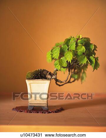 Stock Image - A tree bonsai, front view, Japan. Fotosearch