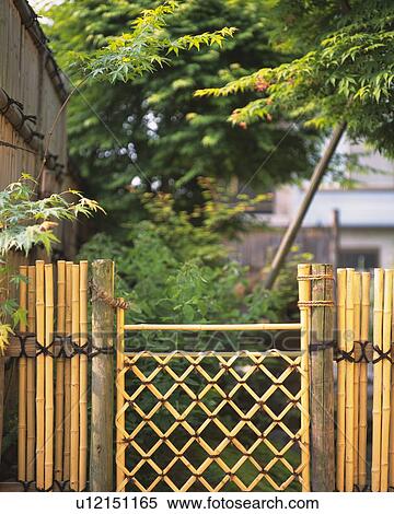 Bamboo fence in Japanese garden, Japan, front view, differential focus View Large Photo Image Stock Photography - Bamboo fence in Japanese garden, Japan, front view, differential focus. Fotosearch