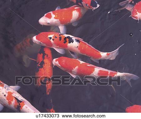 Stock Image - Carps in water, Japan, high angle view. Fotosearch