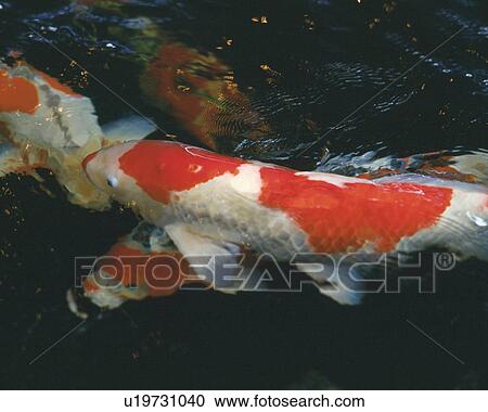Stock Image - Carps in water, Japan, high angle view, close up. Fotosearch