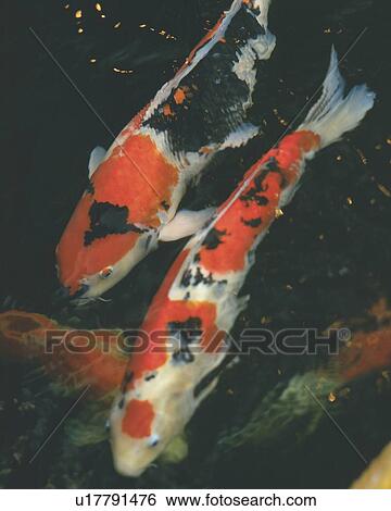 Stock Photograph - Carps in water, Japan, high angle view, close up. Fotosearch