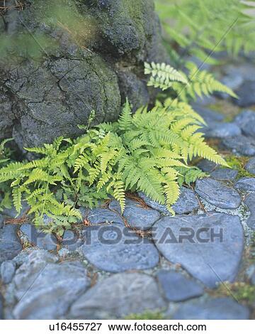 Ferns beside stone in Japanese garden, Japan, high angle view, close up, differential focus View Large Photo Image Stock Photo - Ferns beside stone in Japanese garden, Japan, high angle view, close up, differential focus. Fotosearch