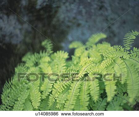 Stock Photograph - Ferns beside stone in Japanese garden, Japan, high angle view, close up, differential focus. Fotosearch