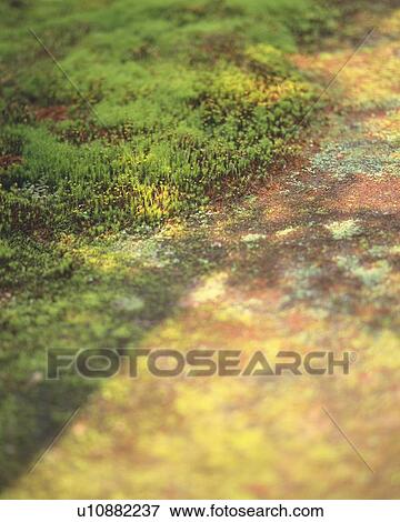 Stock Photo - Ground in Japanese garden, Japan, high angle view, close up, differential focus. Fotosearch