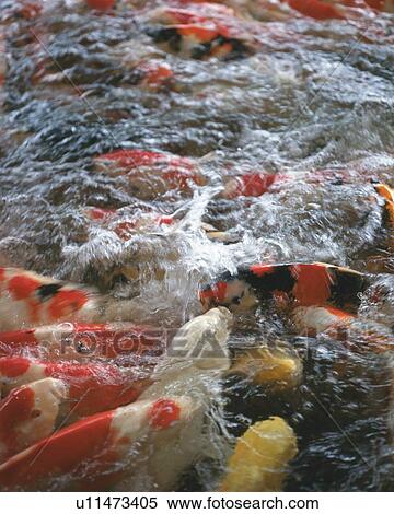 Stock Photography - Large group of carps in water, Japan, high angle view, close up. Fotosearch