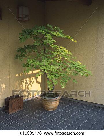 Stock Photo - Tree in pot, Japan, front view. Fotosearch
