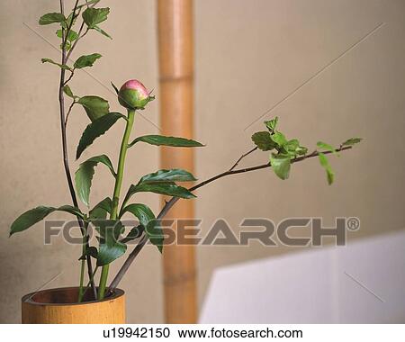 Flowers Arranged in Vase View Large Photo Image Stock Image - Flowers Arranged in Vase. Fotosearch