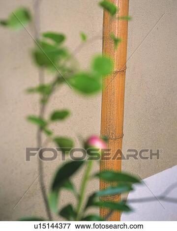 Stock Photo - Flowers Arranged in Vase. Fotosearch